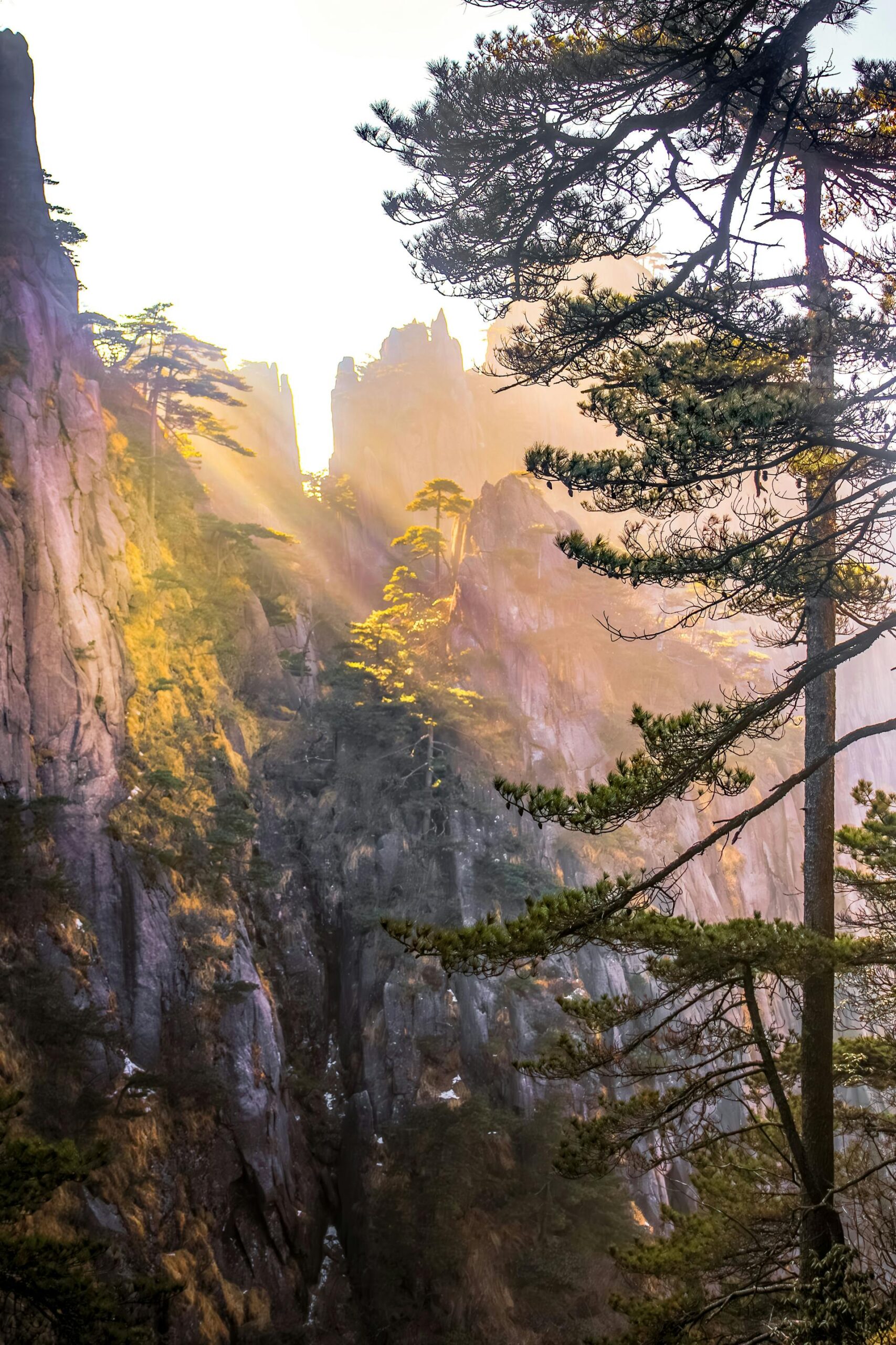 Pino de Huangshan entre luz dorada y roca