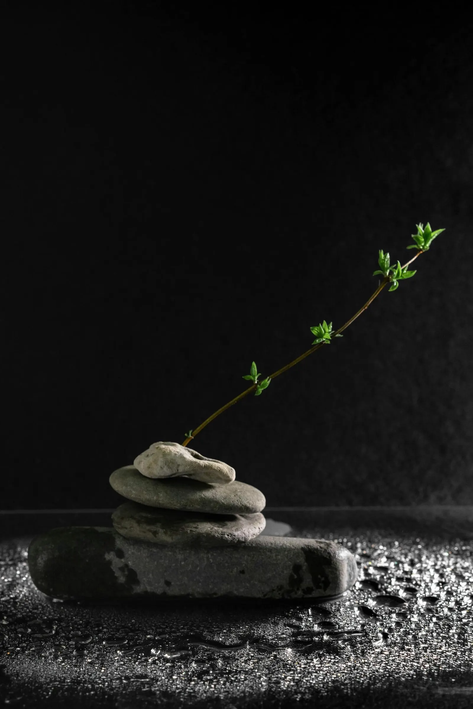 Brote creciendo de piedras — crecimiento desde la quietud